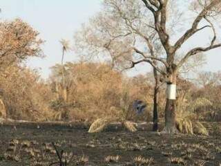 Antes e depois de fazenda devastada &eacute; alento e prova de resili&ecirc;ncia da vegeta&ccedil;&atilde;o