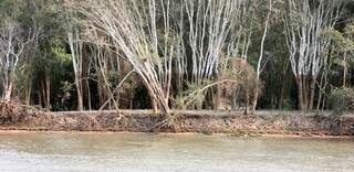 Período de seca na planície: nos troncos secos em suas margens a marca das grandes enchentes no Pantanal