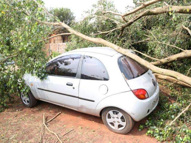 Chuva derruba &aacute;rvore de 15 metros sobre ve&iacute;culo estacionado