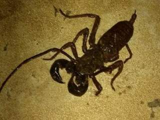 Escorpião encontrado na casa ao lado do terreno (Foto: Direto das ruas)