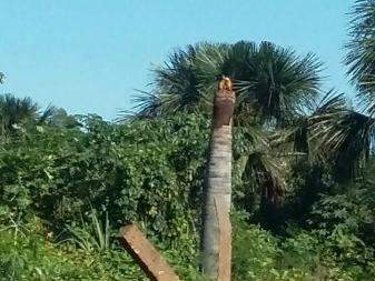 Casal de araras-canind&eacute; faz ninho em tronco e recebe cuidados de vizinhos