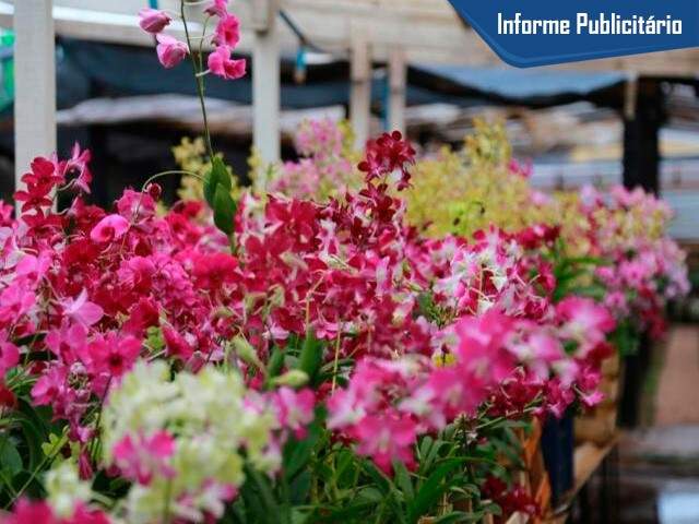 Festival tem 1.500 orquideas e rosas do deserto em promoção - Arquitetura -  Campo Grande News