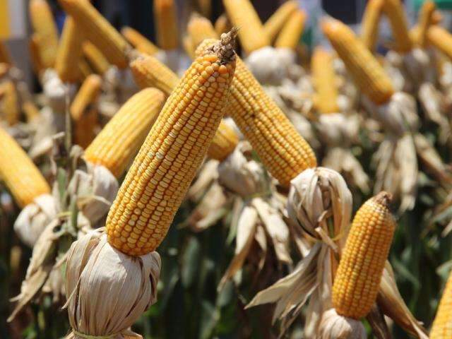 Prorrogado, cadastramento de &aacute;reas para o plantio de milho termina neste m&ecirc;s