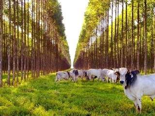 Sombra para o gado que divide o espaço com eucaliptos na Fazenda Boa Aguada em Ribas do Rio Pardo (Foto: Divulgação)