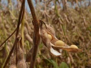 Plantação de soja ficará proibida por 90 dias em Mato Grosso do Sul. (Foto: Divulgação)