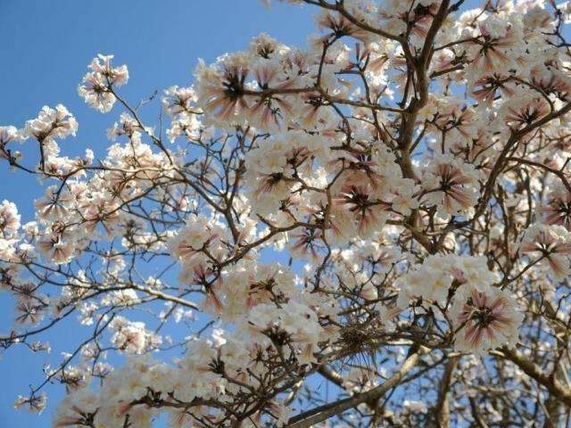 Primavera ser&aacute; de calor&atilde;o e muita chuva em MS, prev&ecirc; meteorologia