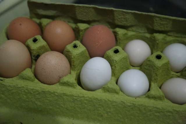 Dentro de casa, o galo e as galinhas de Val&eacute;ria cantam e at&eacute; botam ovos na cama