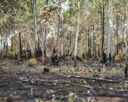 Governo e sociedade civil buscam acordo para conter desmatamento no Cerrado