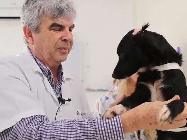 Fita para cachorro, queda de &aacute;rvore e acidente foram os v&iacute;deos mais vistos
