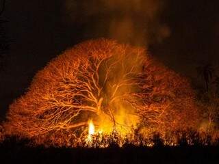 O incêndio causou a destruição de 200 hectares de terra (Foto: Elton Silva)