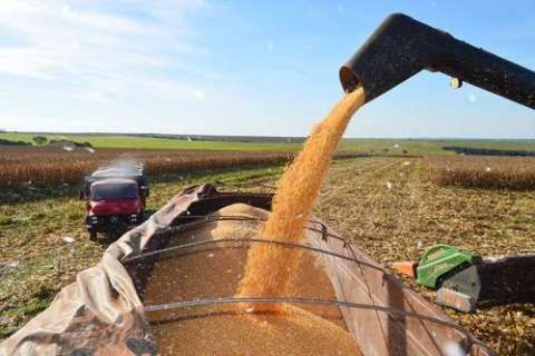 Produção de cana-de-açúcar cresce 12,8%, mas soja e milho ficam estáveis
