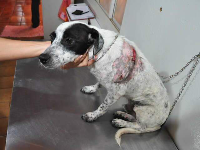  Vira-lata salva crian&ccedil;a de tr&ecirc;s anos de ataque de pit bull 