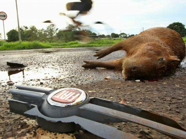 Vídeo mostra tentativa de socorrer uma capivara que ratejava pela ruas de  Campo Grande; animal não resiste, Radar Brasil