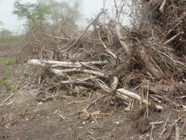  Assentado desmata 14 hectares em Corumb&aacute; e &eacute; multado em R$ 15 mil