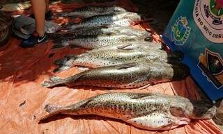 Em Coxim, no primeiro mês de piracema, foram apreendidos 274 quilos de pescados. (Foto: PMA)