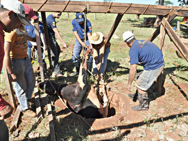  Vaca &eacute; resgatada com vida ap&oacute;s cair em po&ccedil;o de 3 metros de profundidade 