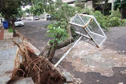 Chuva e vento provocam queda de árvore no bairro Jardim dos Estados