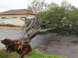 Árvore foi arrancada pela raiz na rua José Gomes Domingos, no Santa Fé (Foto: Marcos Ermínio)