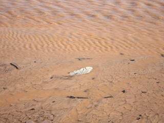 Peixe encalhado no banco de areia após início do esvaziamento de parte do lago (Foto: Marina Pacheco)