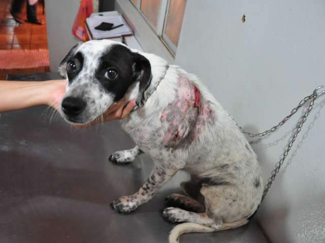  C&atilde;o vira-lata que salvou dona de 3 anos de pit bull passa bem
