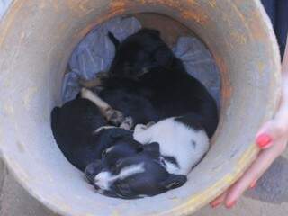 Os seis filhotes estavam amontoados em um balde amarelo (Foto: Alcides Neto)