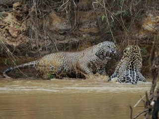 O instinto de proteção que falou mais alto. (Foto: Larissa Pantanal)