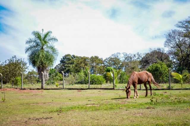 A cidade chegou, mas fam&iacute;lias ainda sobrevivem da produ&ccedil;&atilde;o do s&iacute;tio