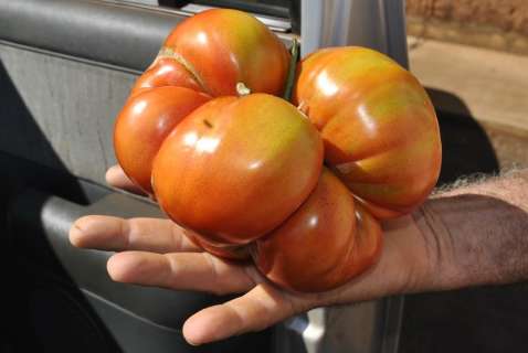 Agricultor que ganhou semente de padre da Espanha colhe tomate de 1,3 Kg