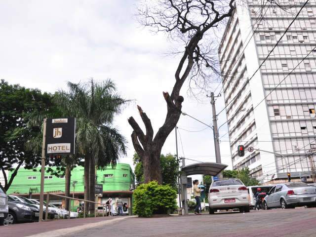 Ap&oacute;s 2 quedas, &aacute;rvores provocam medo a quem trafega pelo centro