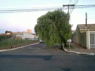 Árvore ocupa uma das pistas da rua Apiácas. (Foto: Gustavo Menezes)