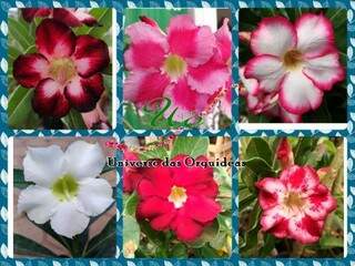 Universo tem maior variedade de Rosas do Deserto de Campo Grande.