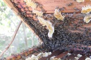 Enxame de abelhas africanizada em caixa de apicultura padrão.  (Foto: Marcos Ermínio) 