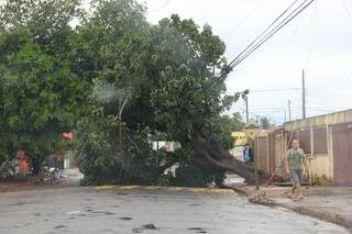 Na Capital, chuva provocou queda de árvores e casas foram destelhadas com a força do vento de mais de 60 Km por hora. (Foto: Marcos Ermínio)