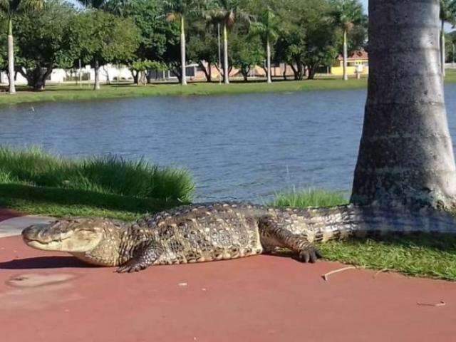 Ju&iacute;za pede parecer do Ibama sobre retirada de jacar&eacute;s da Lagoa Maior