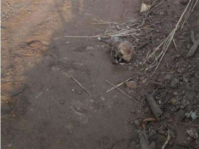 Morador encontra cr&acirc;nio humano &agrave; beira de estrada e aciona pol&iacute;cia 