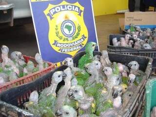 Papagaios seriam vendidos em São Paulo por R$ 50 ao revendedor e R$ 300 no varejo (Foto: Divulgação PRF)