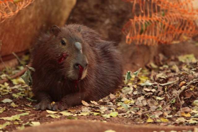 Capivara machucada perambula na UFMS e n&atilde;o &eacute; socorrida por ningu&eacute;m