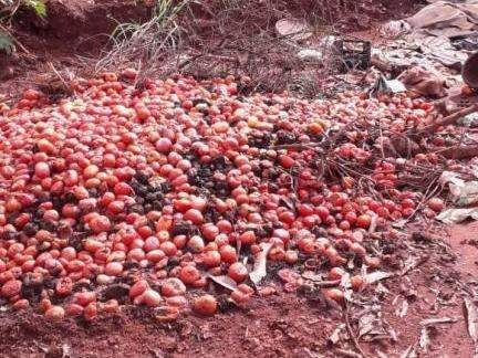 Morador flagra montanha de tomates jogados fora pr&oacute;ximo &agrave; Ceasa