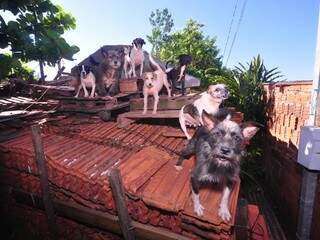 Segundo os vizinhos, 18 cachorros vivem na casa do idoso. (Foto: Luciano Muta)