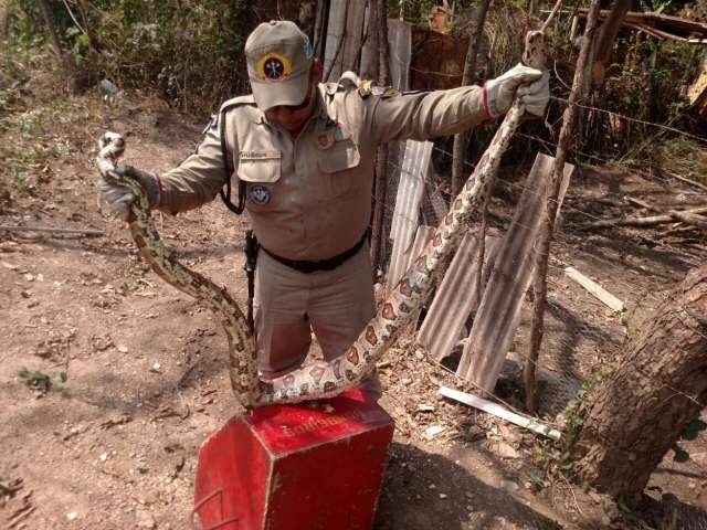 Bombeiros capturam jiboia de tr&ecirc;s metros em quintal de resid&ecirc;ncia