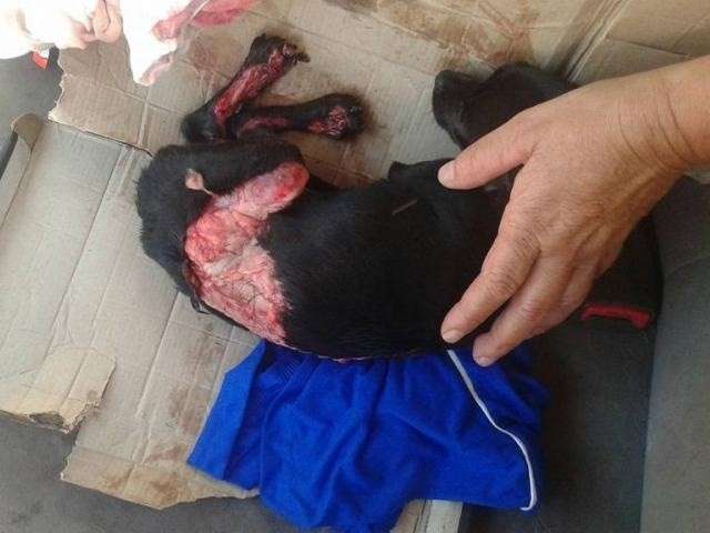 Dona abandonou cadelinha ap&oacute;s acidente e responder&aacute; por maus tratos
