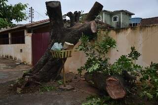 A árvore caiu em cima do muro. (Foto: Simão Nogueira)