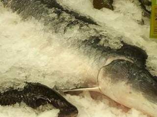 Peixes podem sair mais caros entre um estabelecimento e outro, diz Procon (Foto: divulgação / Procon).