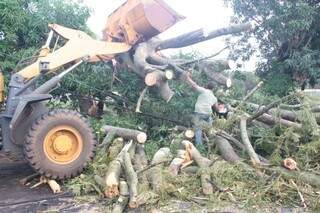 Equipes da Prefeitura fazem retirada de árvores Foto: Marcos Ermínio)