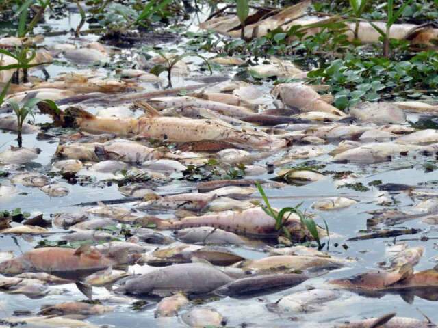 MPE abre inqu&eacute;rito para investigar morte de peixes em Aquidauana