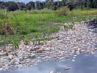 Milhares de peixes morreram mês passado no Rio Negro. 