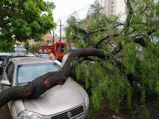 Árvore caiu sobre carro e deixa trânsito tumultuado na José Antônio.  (Foto: Kísie Ainoã)