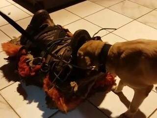 Com ajuda de c&atilde;es farejadores, pol&iacute;cia encontra droga em sela de montaria