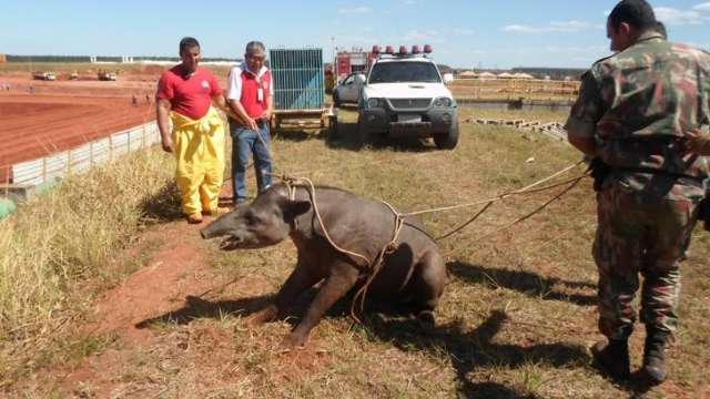 Depois de horas, duas antas s&atilde;o capturadas  dentro de f&aacute;brica de celulose 