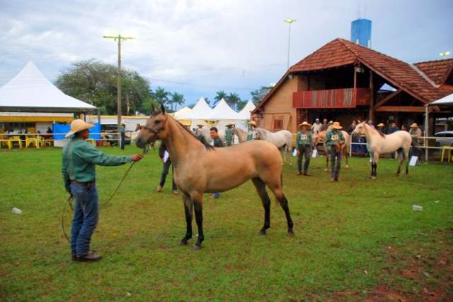 Provas de julgamento do cavalo pantaneiro come&ccedil;am hoje na Expogrande